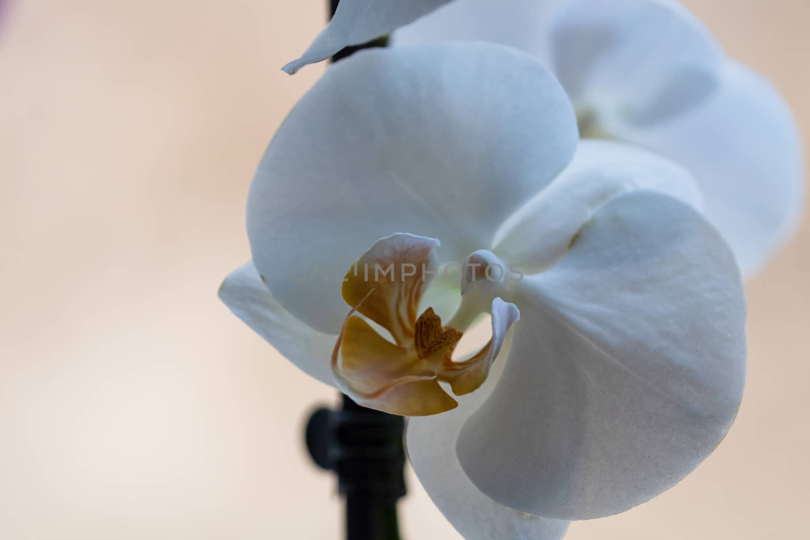 Beautiful delicate Phalaenopsis orchid flowers , detail and clos by vladispas