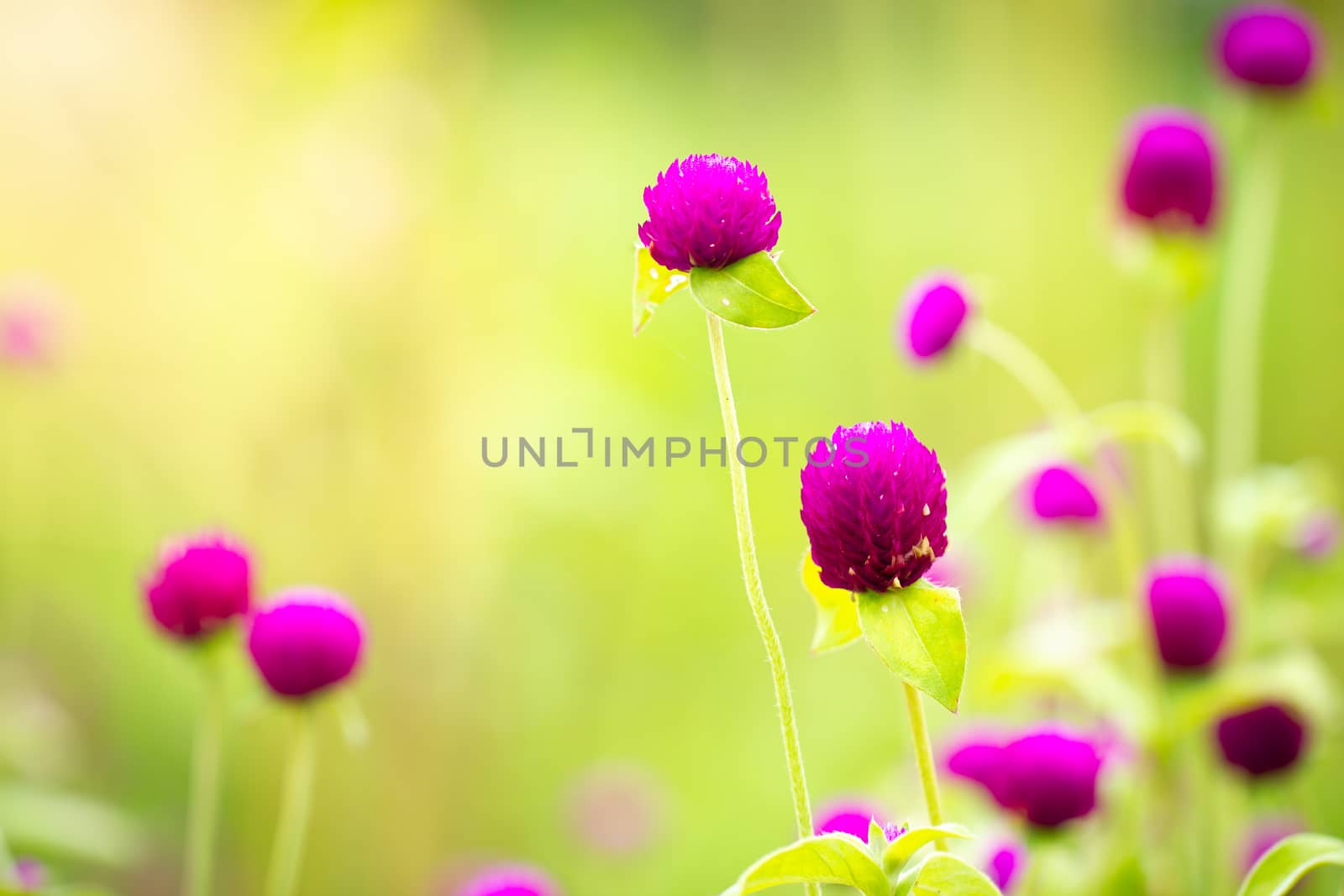 Purple flowers in green nature background. by SaitanSainam