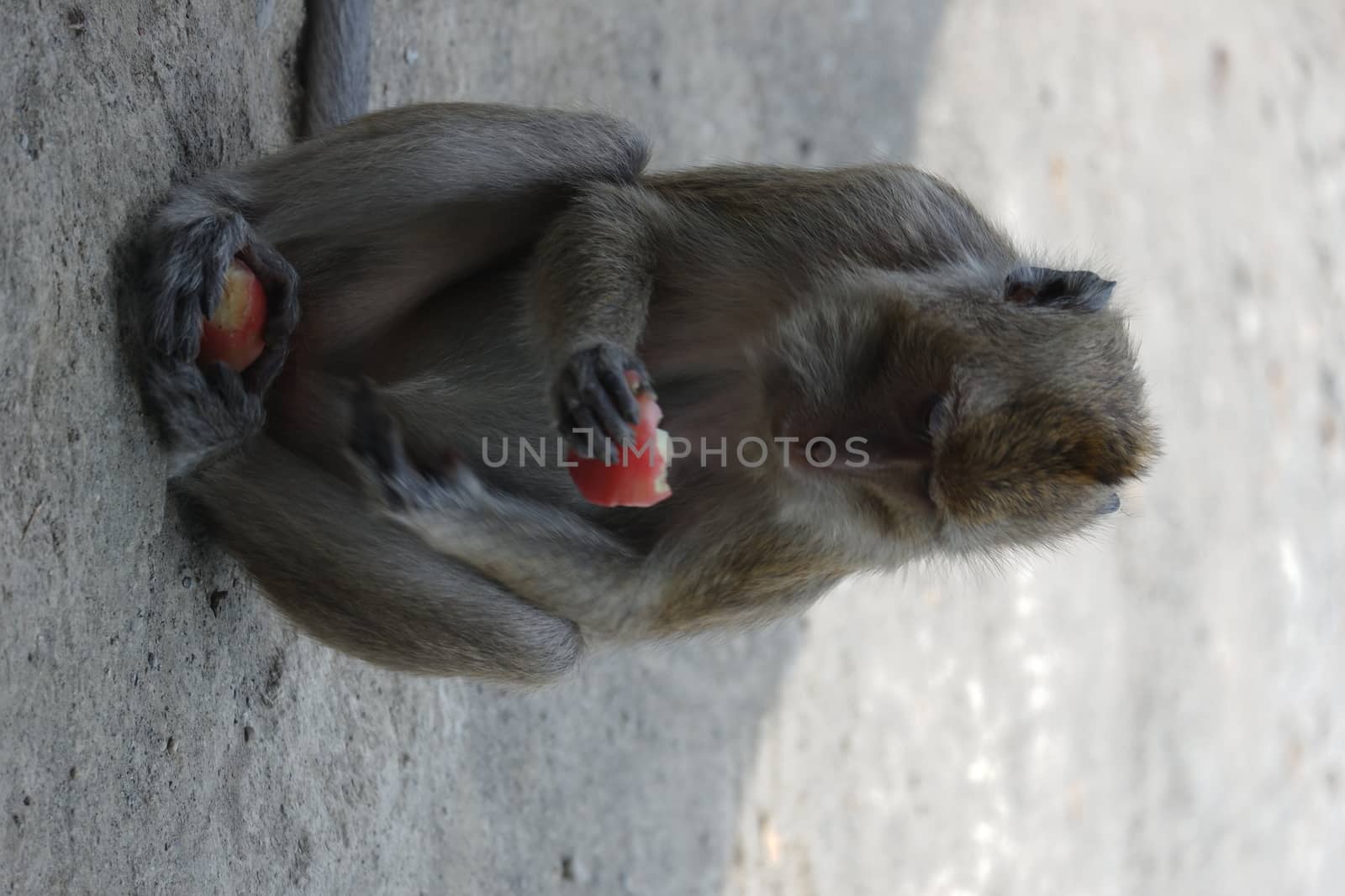 Macaca fascicularis is a small-bodied long-tailed monkey native to Southeast Asia, used for medical experiments. The color of the hair on his body is gray brown. The babies are blackish in color.