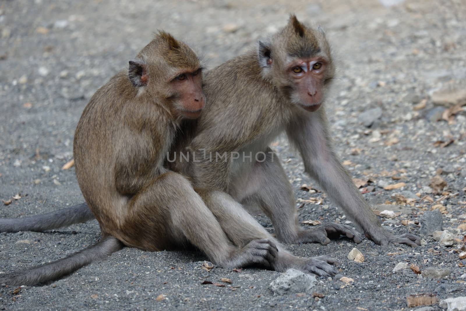Macaca fascicularis (long-tailed macaque) by pengejarsenja