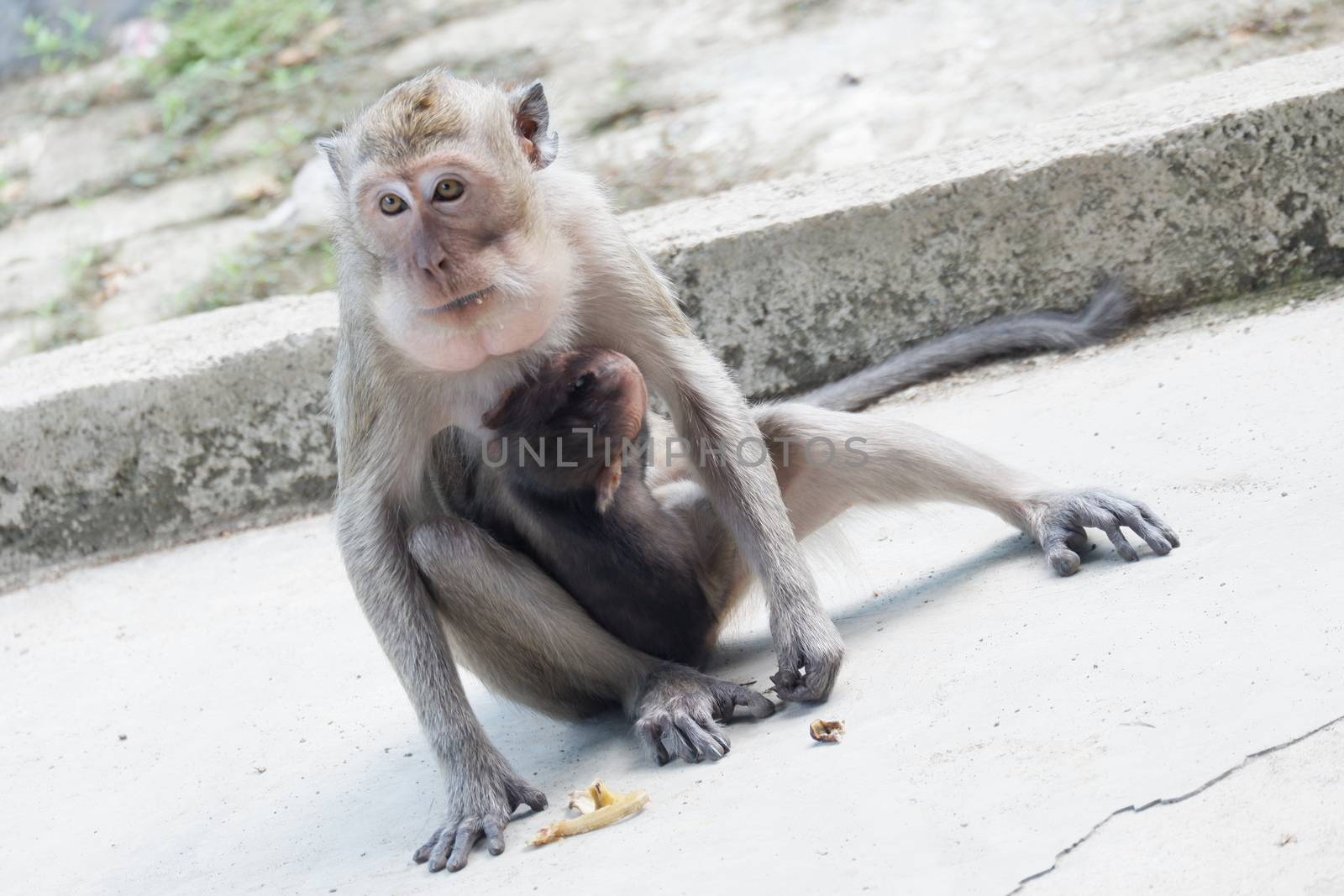 Macaca fascicularis is a small-bodied long-tailed monkey native to Southeast Asia, used for medical experiments. The color of the hair on his body is gray brown. The babies are blackish in color.