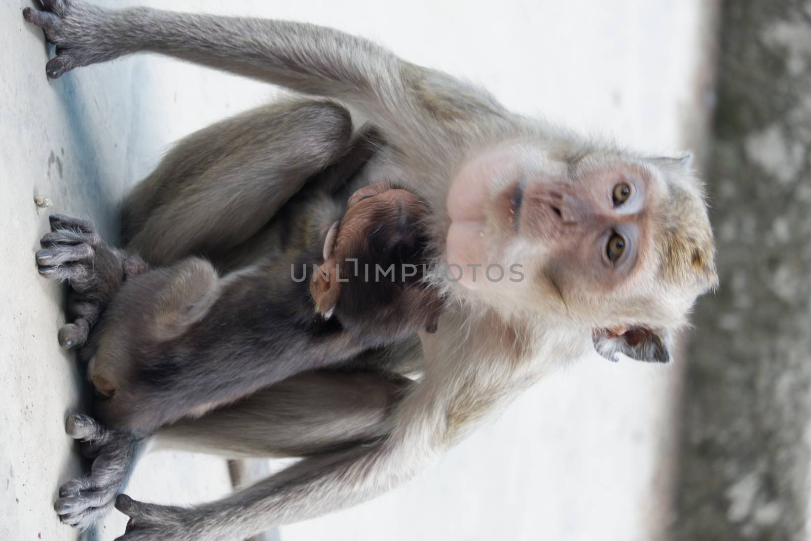 Macaca fascicularis is a small-bodied long-tailed monkey native to Southeast Asia, used for medical experiments. The color of the hair on his body is gray brown. The babies are blackish in color.