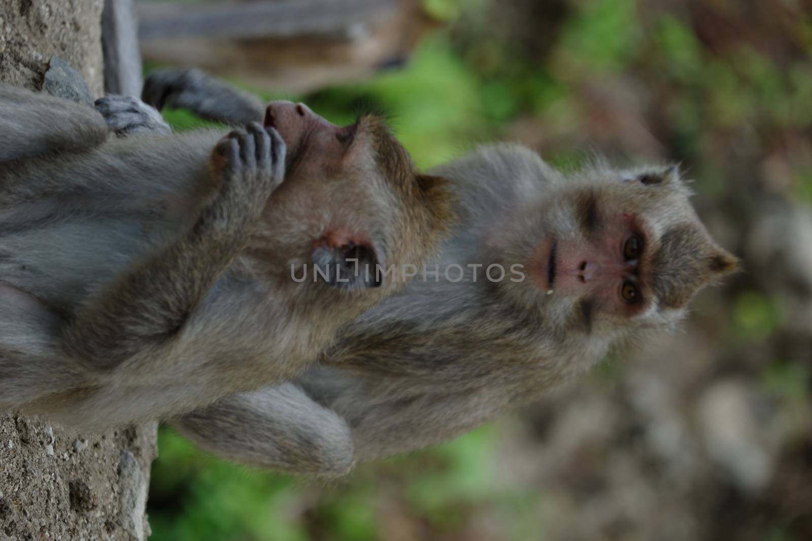 Macaca fascicularis is a small-bodied long-tailed monkey native to Southeast Asia, used for medical experiments. The color of the hair on his body is gray brown. The babies are blackish in color.