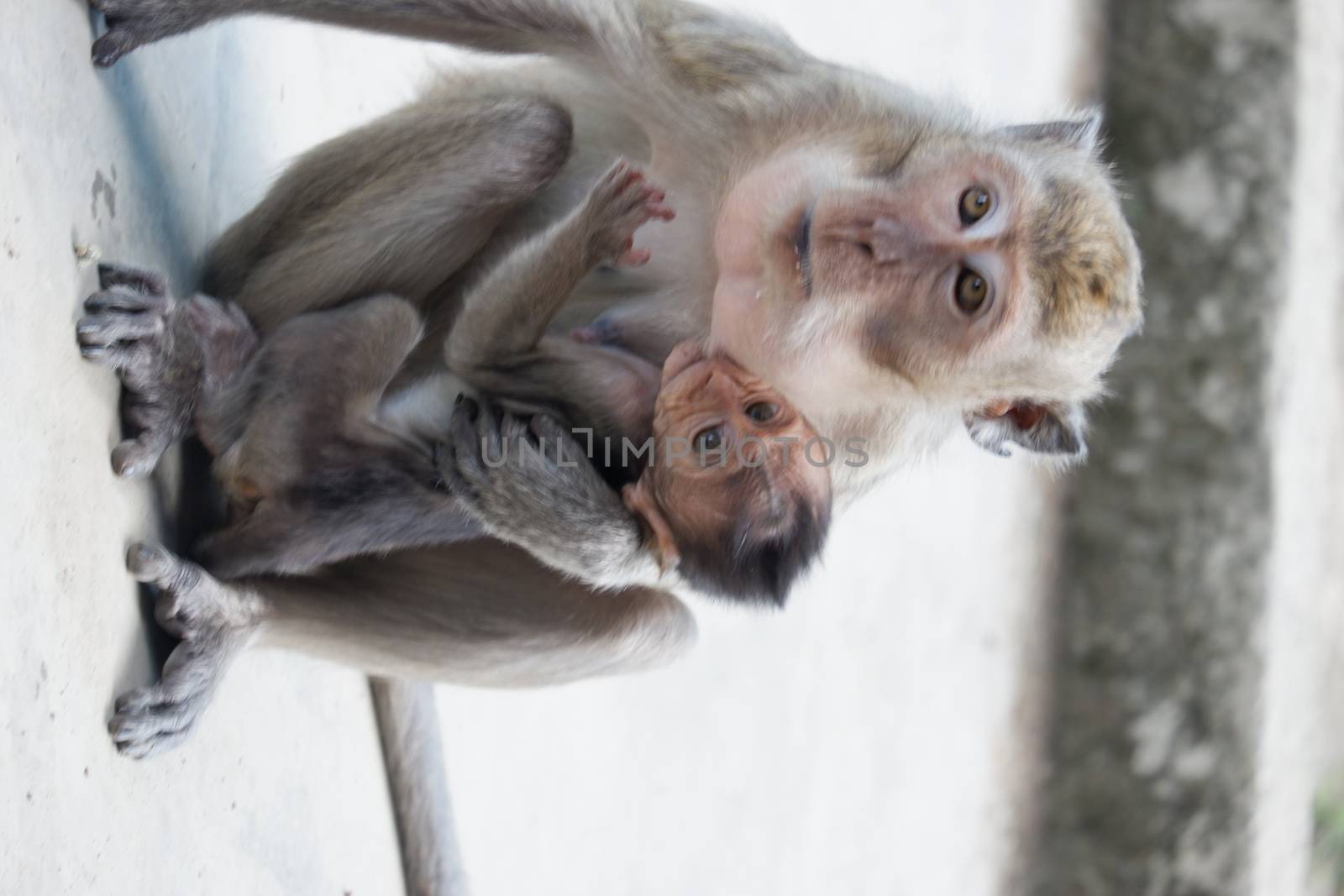 Macaca fascicularis (long-tailed macaque)Macaca fascicularis by pengejarsenja