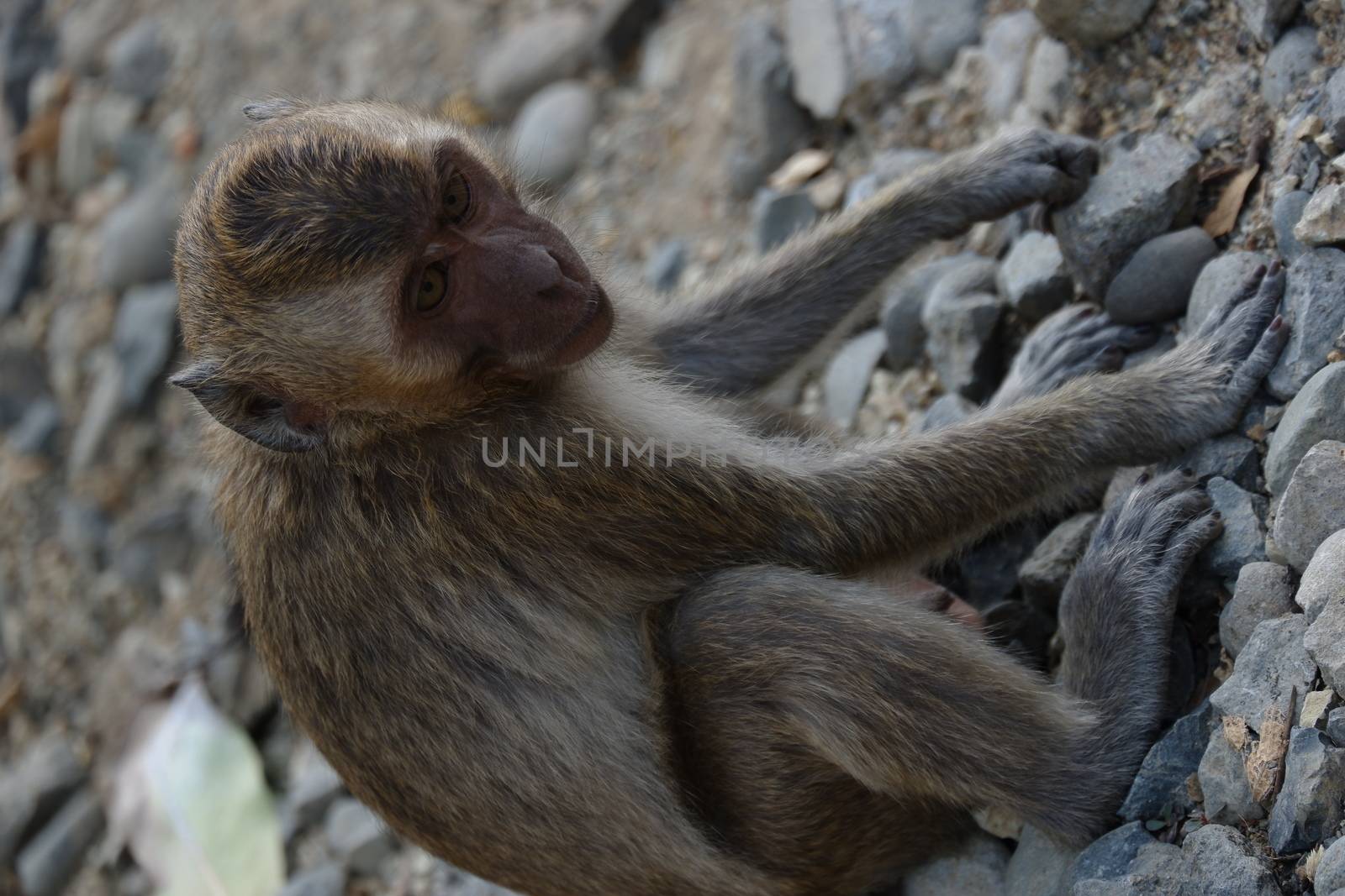 Macaca fascicularis (long-tailed macaque) by pengejarsenja