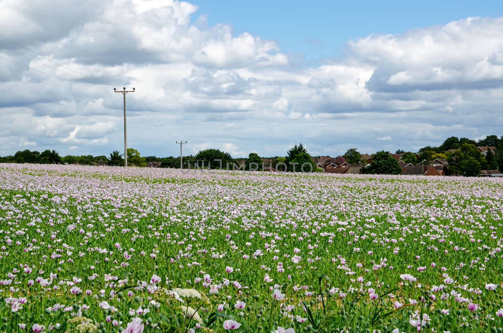 A field of cultivated opium poppies growing in Basingstoke, Hampshire.