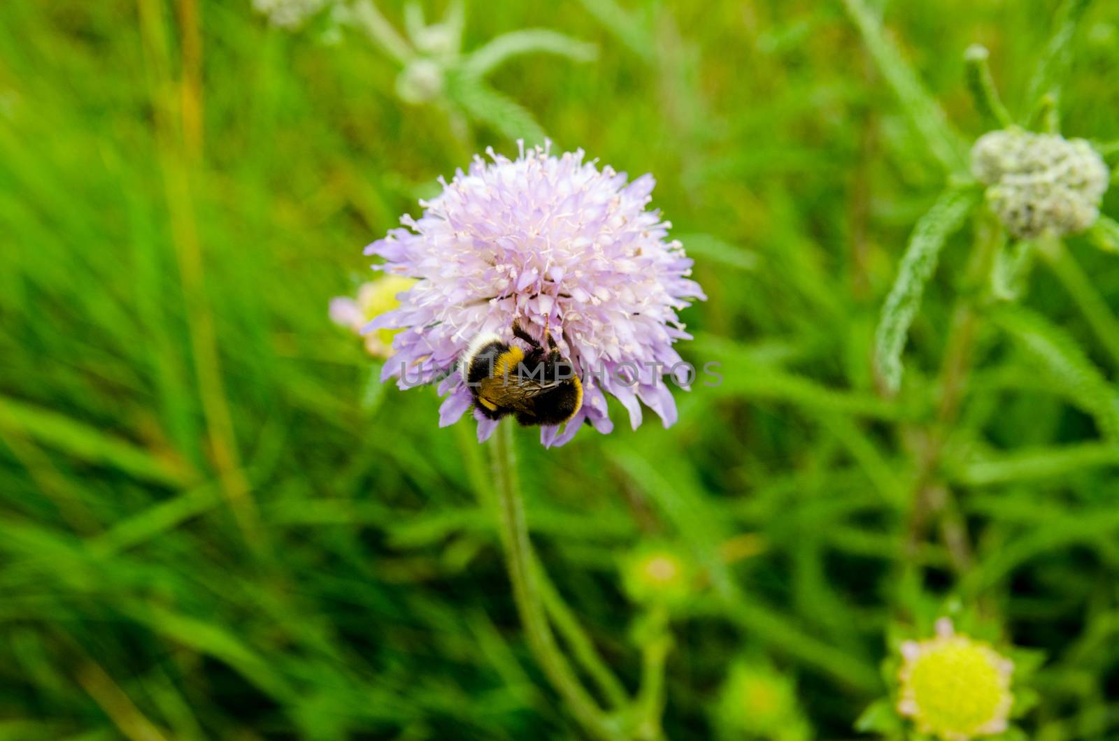 A bumble bee covered in pollen as it feeds from a wild blue scabious flower in a hedgerow in Basingstoke, Hampshire.