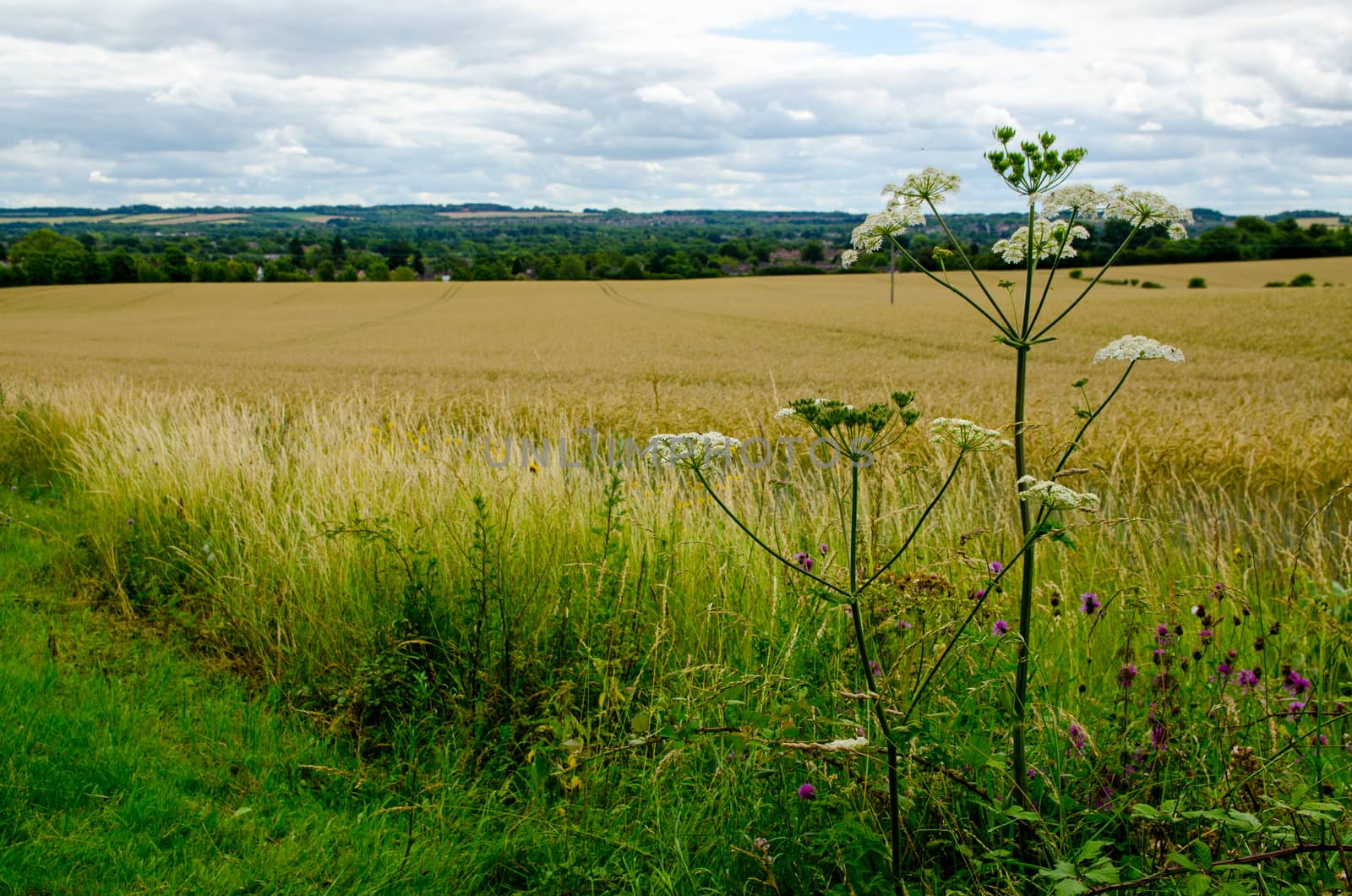 Wildflowers growing on farmland, Basingstoke, Hampshire by BasPhoto