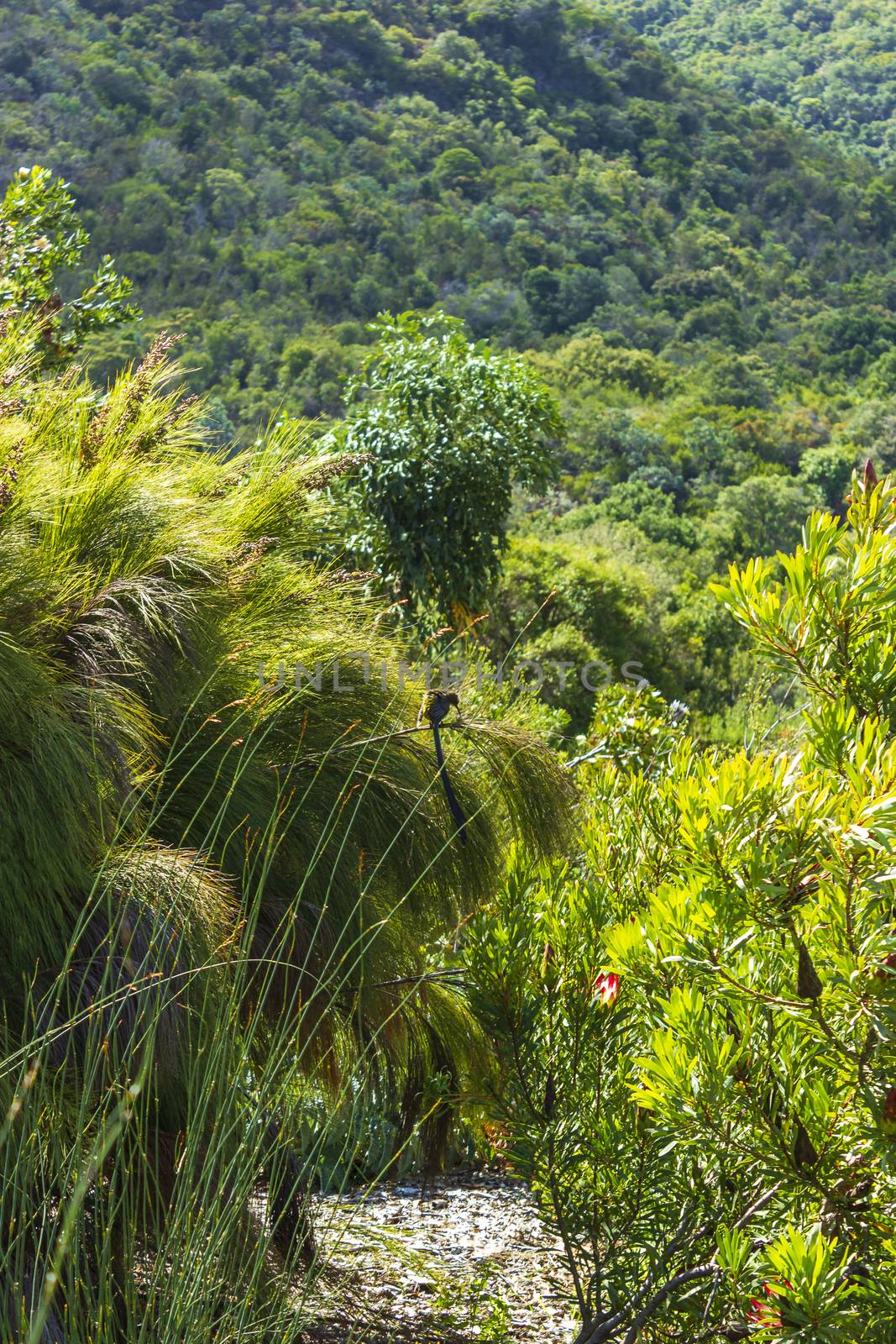 Cape sugarbird sitting on plants flowers, Kirstenbosch. by Arkadij