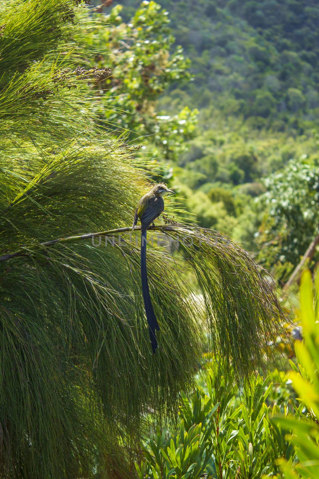 Cape sugarbird sitting on plants flowers long tail in Kirstenbosch National Botanical Garden, Cape Town, South Africa.