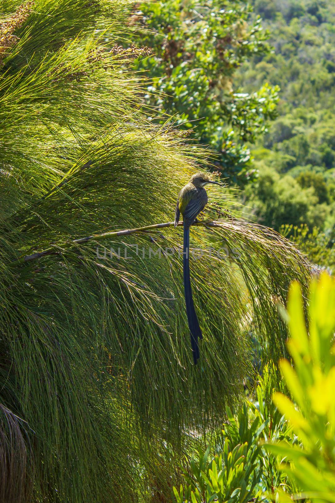 Cape sugarbird sitting on plants flowers, Kirstenbosch. by Arkadij