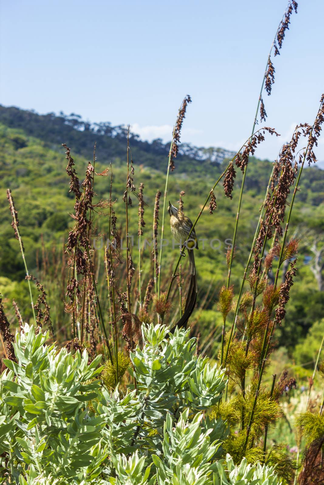 Cape sugarbird sitting on plants flowers, Kirstenbosch. by Arkadij