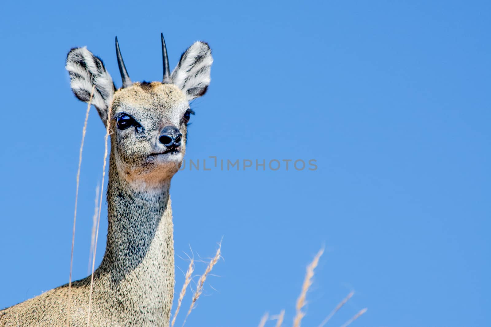 Klipspringer antelope (Oreotragus oreotragus) on blue sky in the background. Plenty of copy space. Animal wildlife