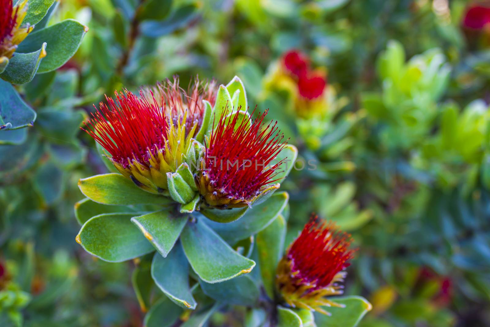 Red yellow flowers plants fynbos ericas in the Kirstenbosch National Botanical Garden, Cape Town, South Africa.