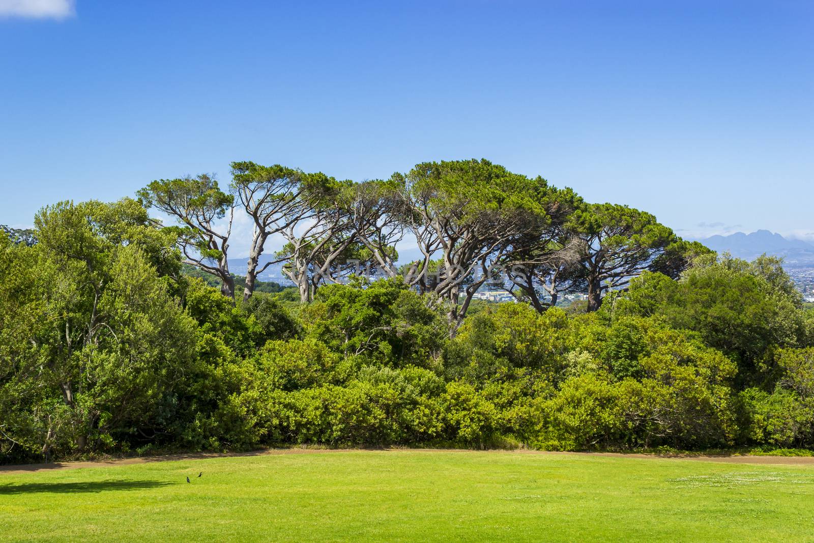 Huge South African trees in the Kirstenbosch Botanical Garden in Cape Town.