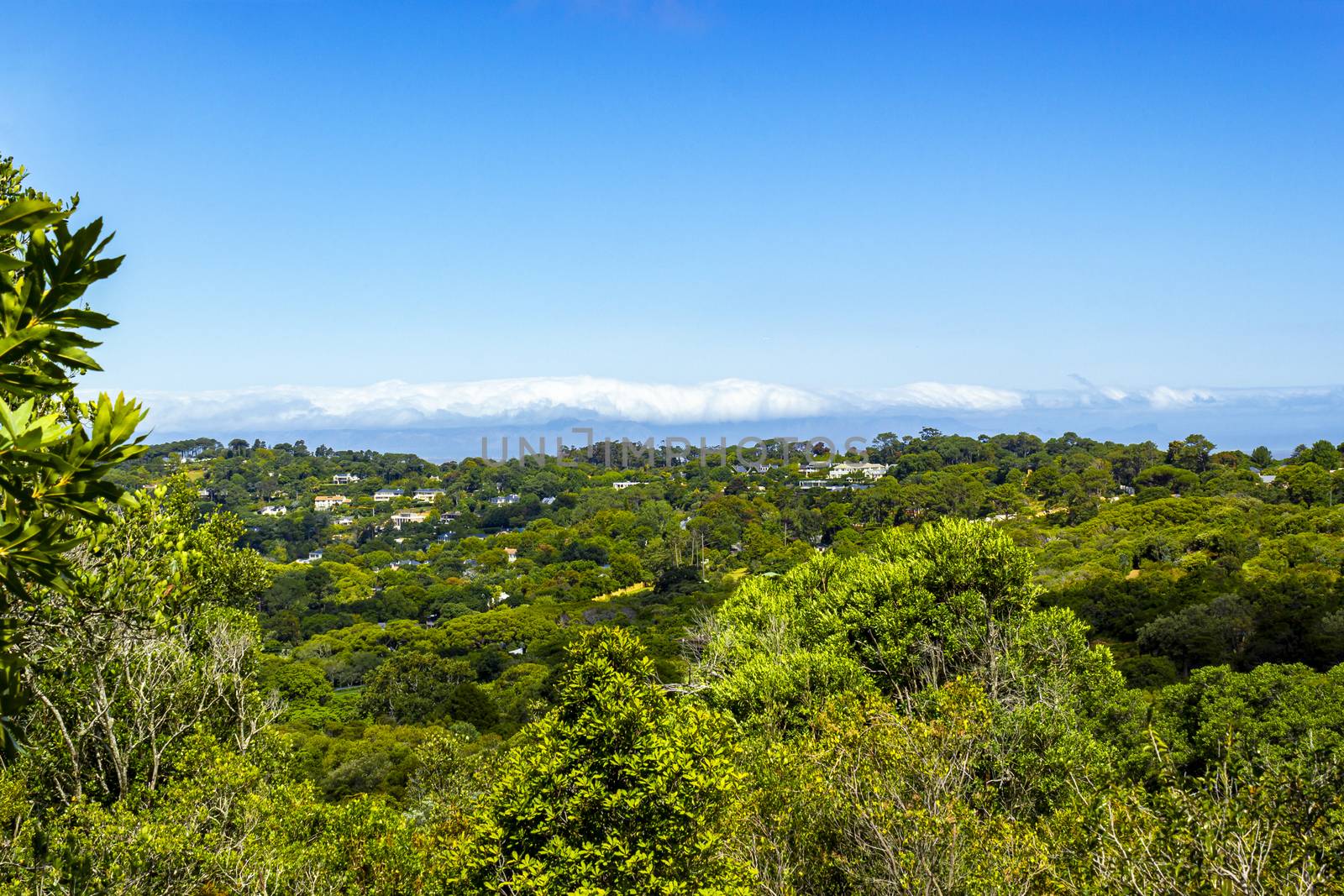 Panoramic view of Cape Town and nature in Kirstenbosch National Botanical Garden, South Africa.