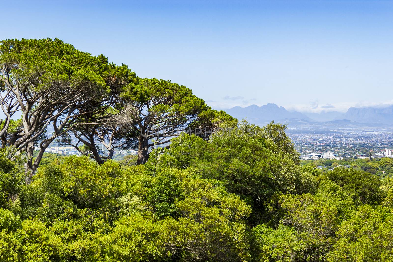 Huge South African trees with Cape Town panorama in the Kirstenbosch Botanical Garden in Cape Town.