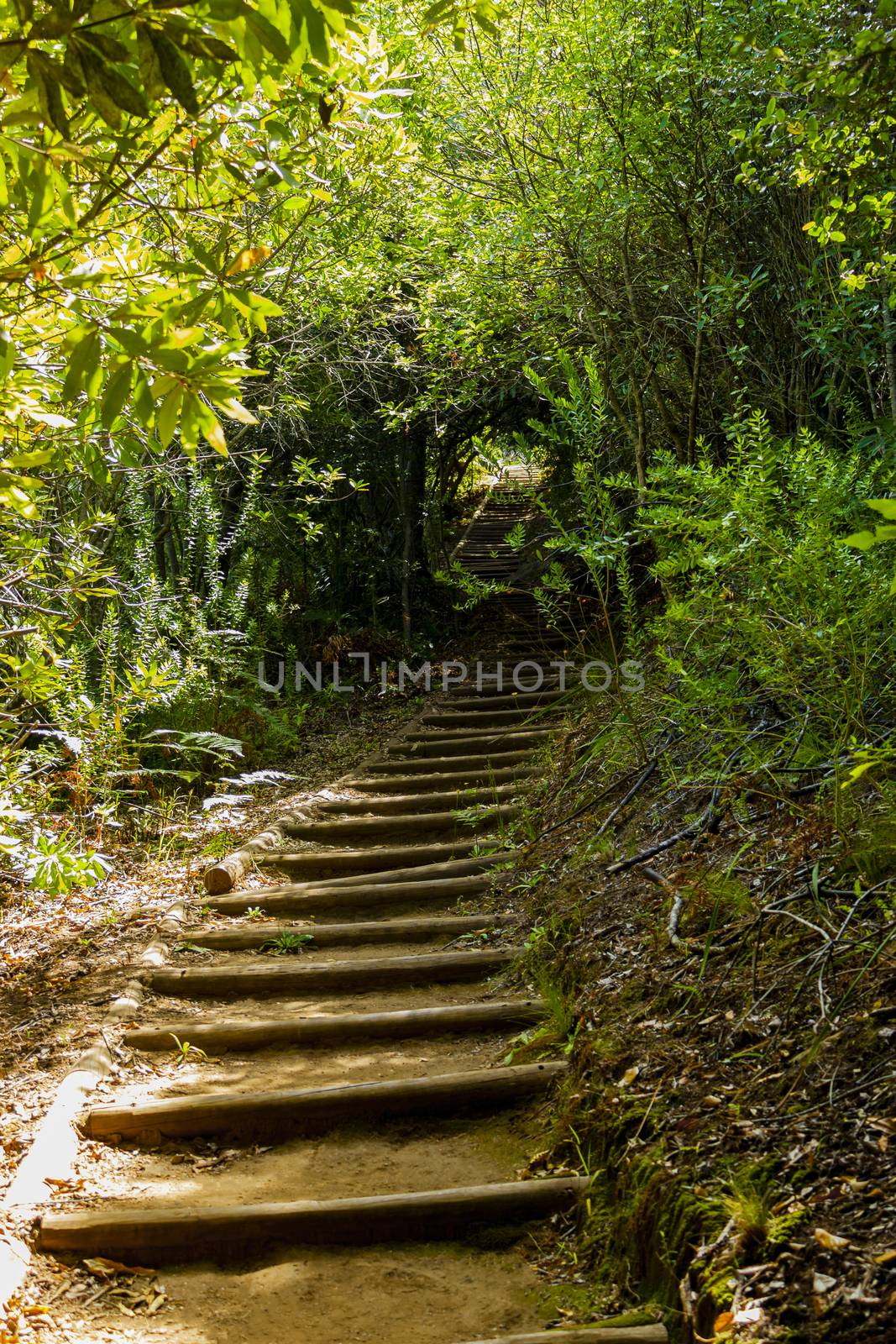 Trail Walking path in forest of Kirstenbosch National Botanical Garden. by Arkadij