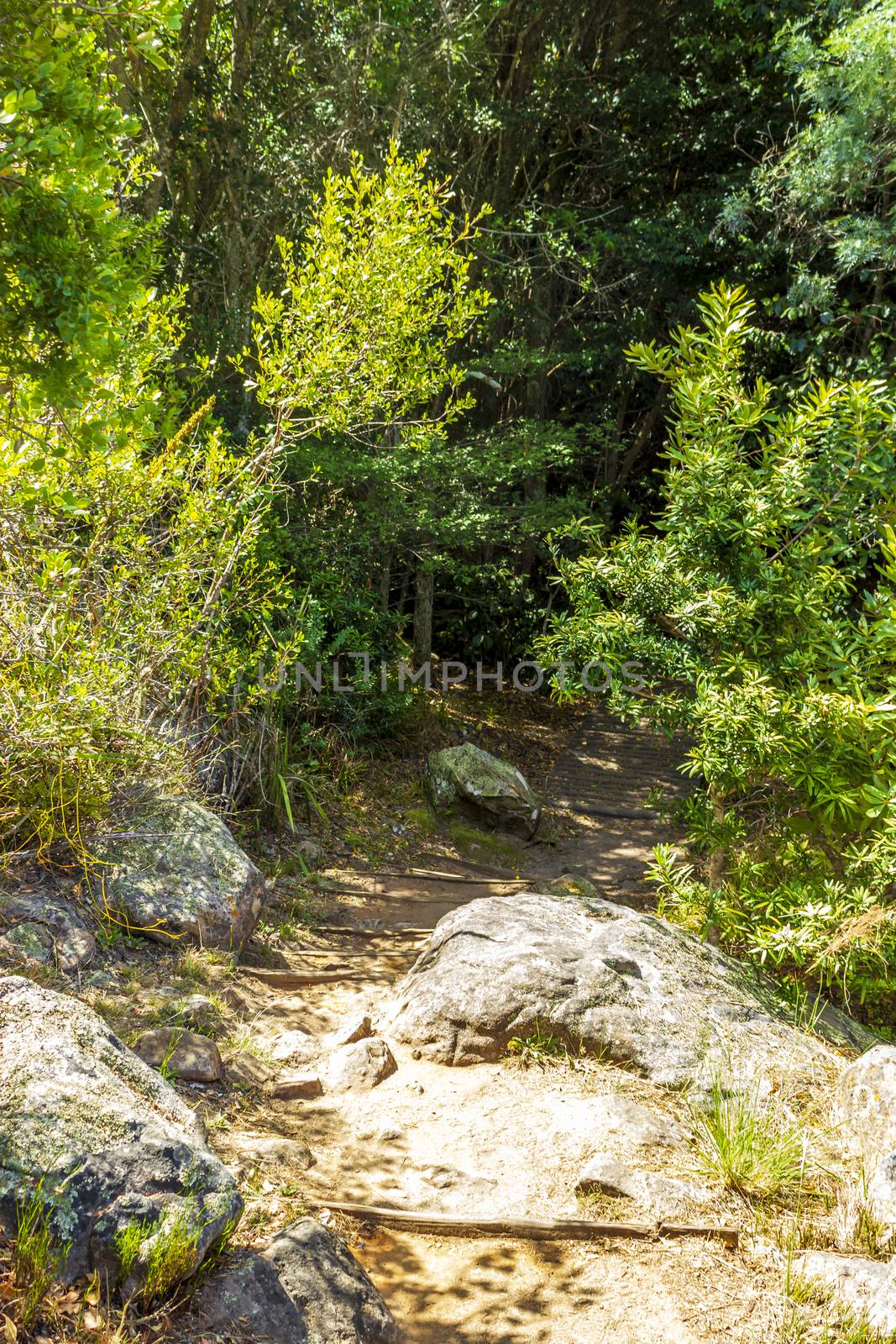 Trail Walking path in forest of Kirstenbosch National Botanical Garden. by Arkadij