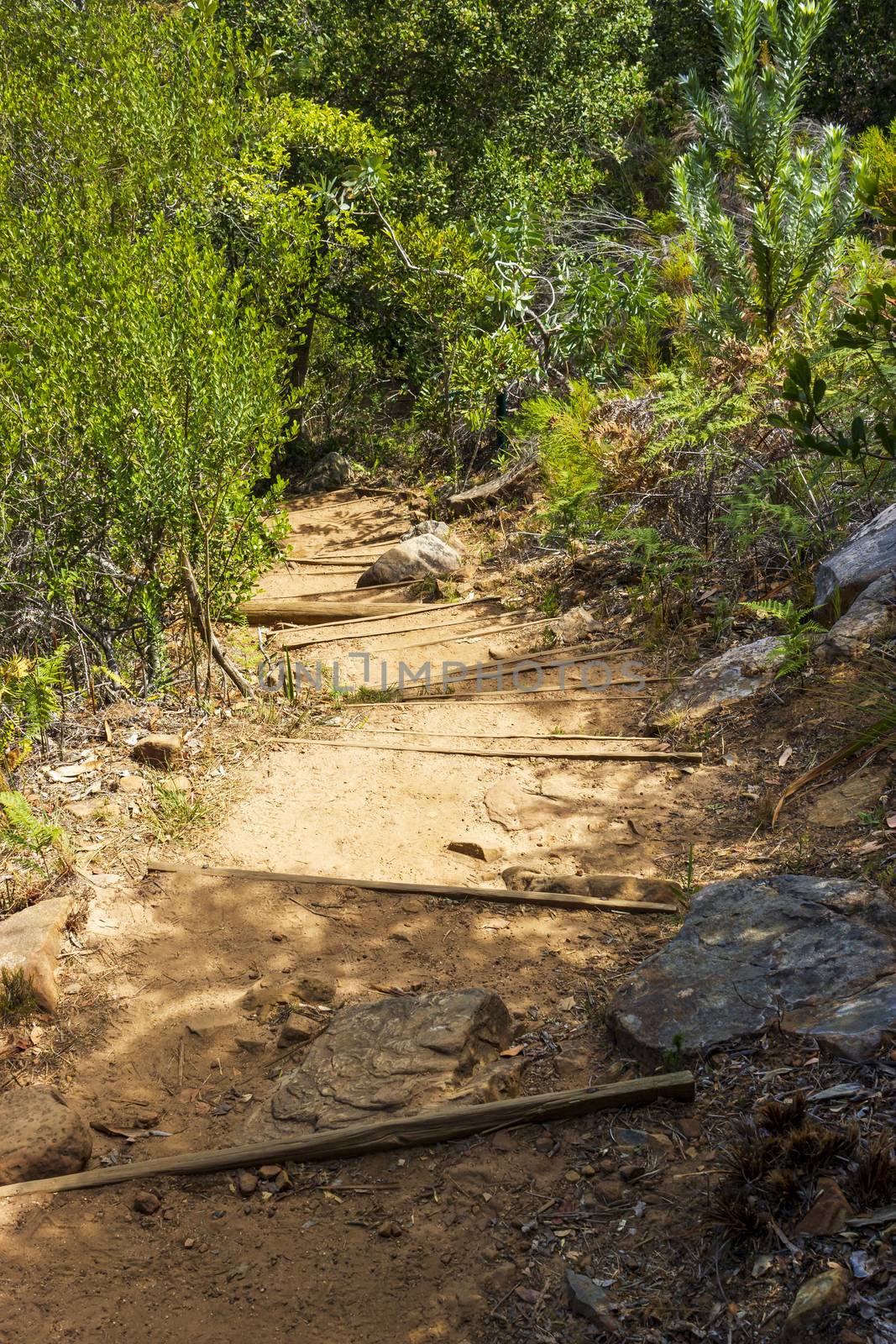 Trail Walking path in forest of Kirstenbosch National Botanical Garden. by Arkadij