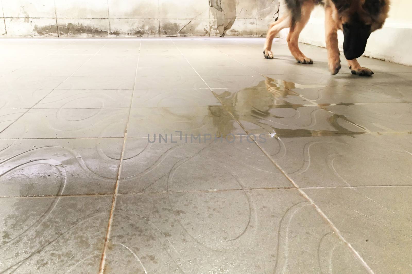 dog pee on floor in backyard  by VacharapongW