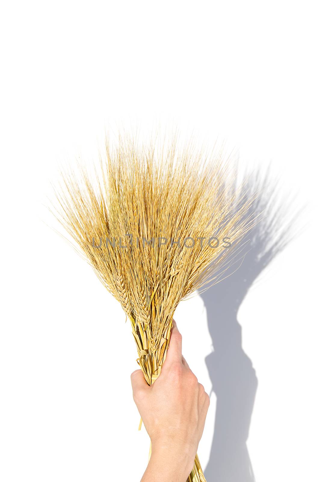 woman hand hold wheat ears isolated on the white background with copy space