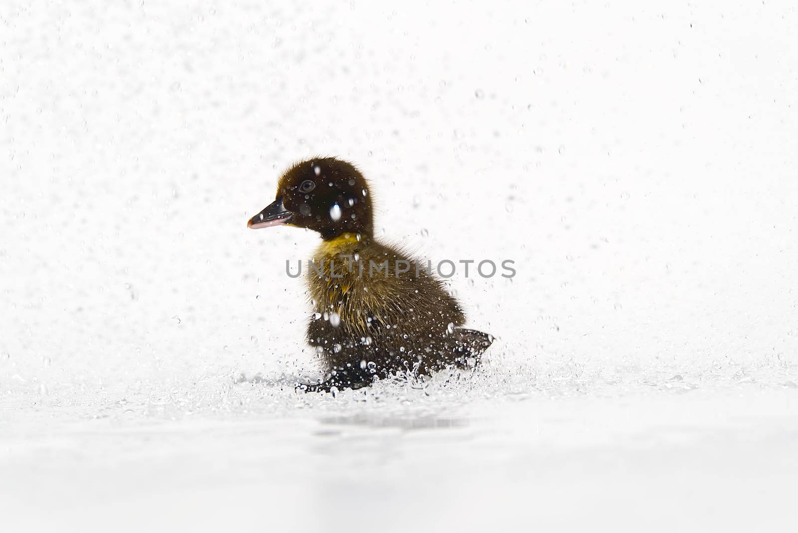 Brown newborn little cute wet duckling under rain drops on white background. by PhotoTime