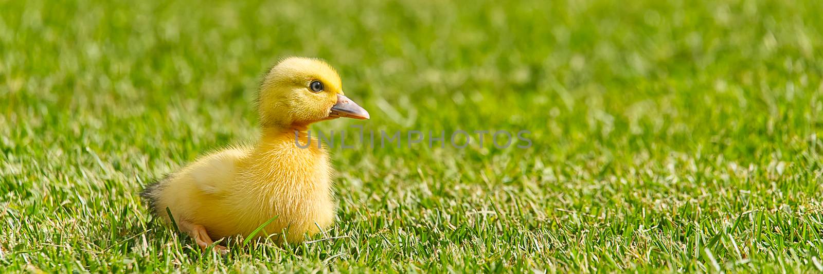 Small newborn ducklings walking on backyard on green grass. Yellow cute duckling running on meadow field in sunny day. Banner or panoramic shot with duck chick on grass