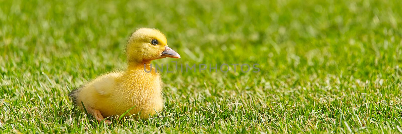 Small newborn ducklings walking on backyard on green grass. Yellow cute duckling running on meadow field in sunny day. Banner or panoramic shot with duck chick on grass. by PhotoTime