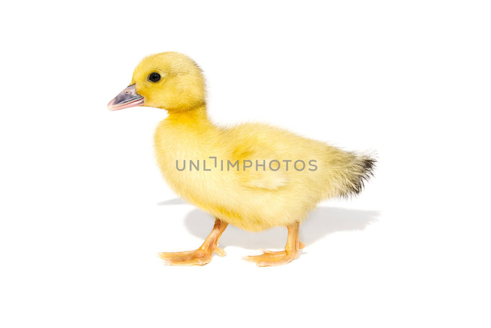 NewBorn little Cute yellow duckling isolated on white. by PhotoTime