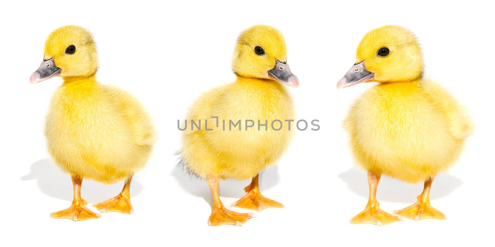 Collage of cute yellow ducklings isolated on a white background. Panorama of newborn baby ducks, can be used as banner. by PhotoTime