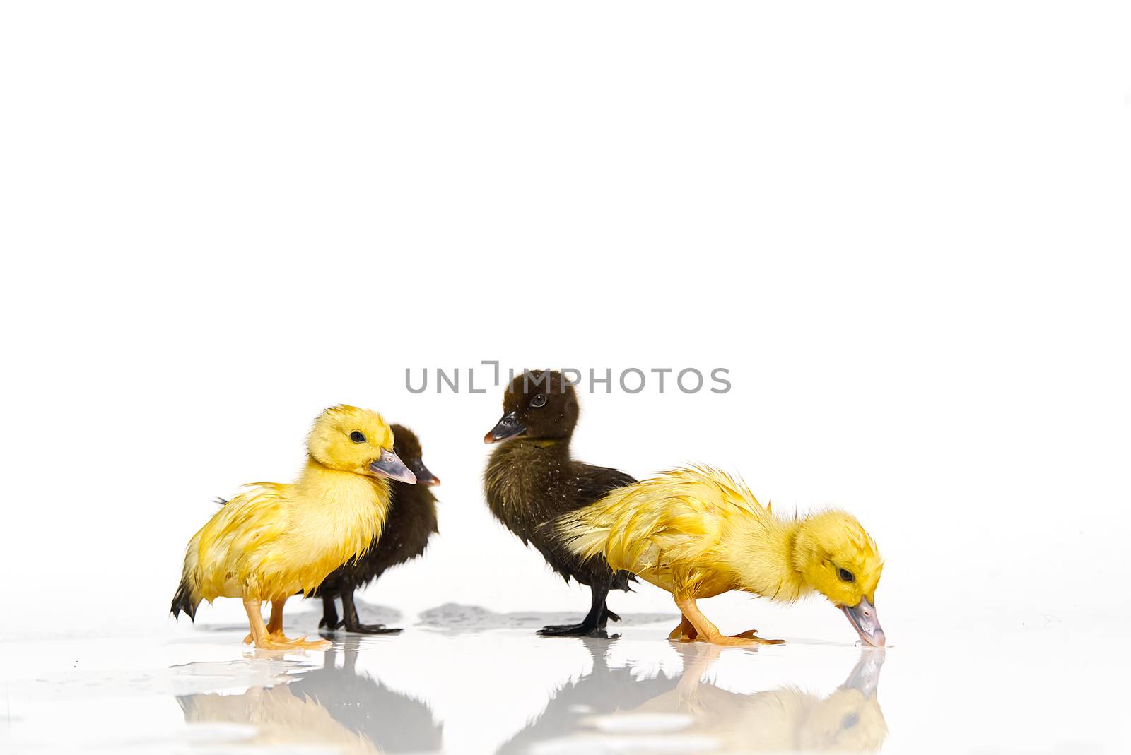 NewBorn little Cute yellow and black ducklings in water on white background. by PhotoTime