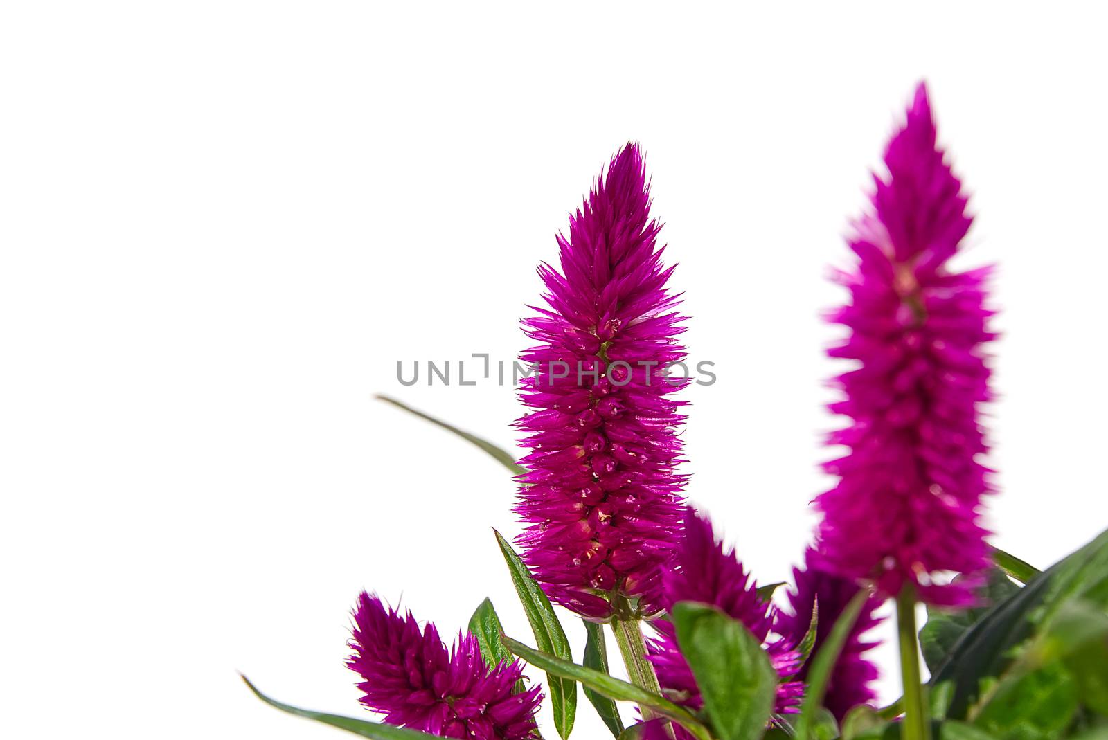 Potted Cockscomb celosia spicata plant isolated on white. Pink flower of celosia spicata is in the family Amaranthaceae, home tropical flower