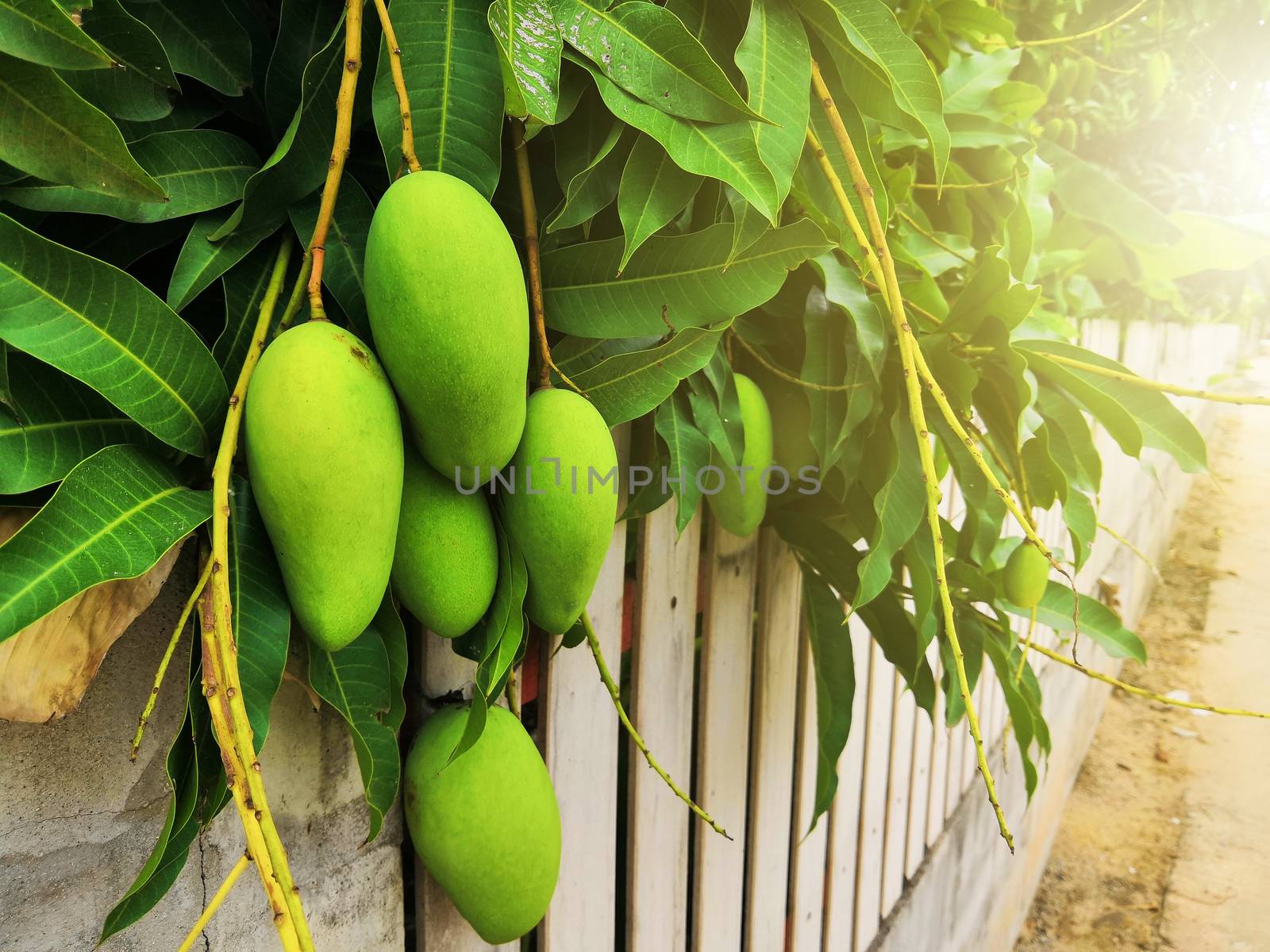 Green mangoes are growing on trees beside the fence