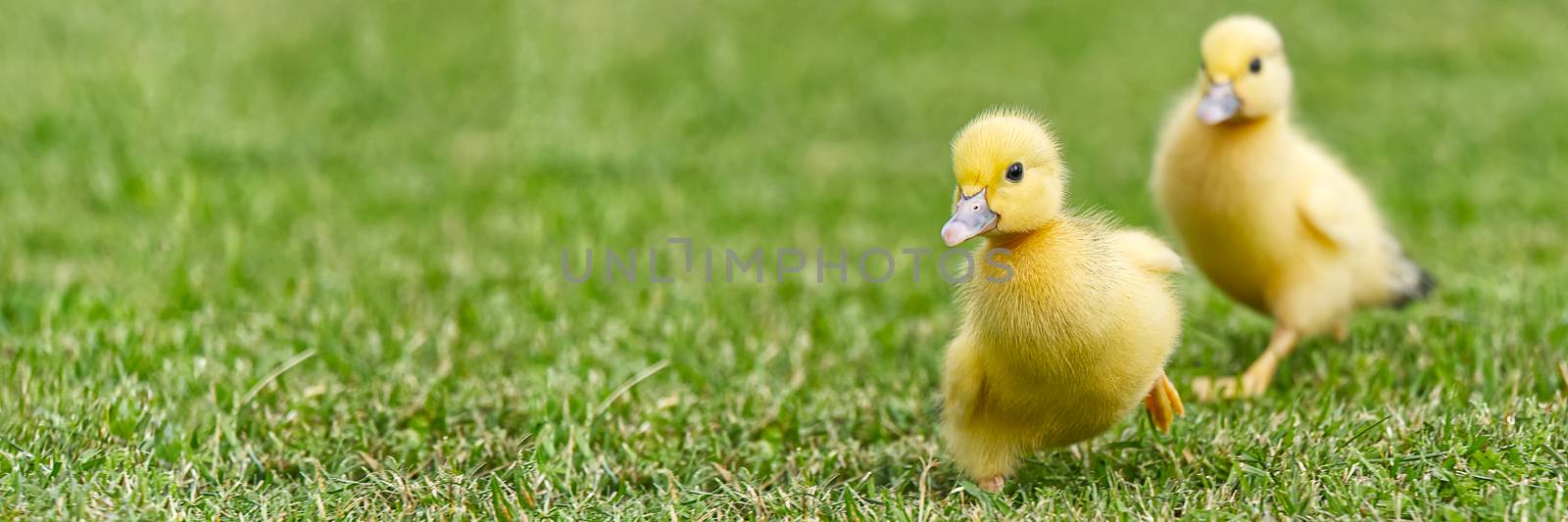 Small newborn ducklings walking on backyard on green grass. Yellow cute duckling running on meadow field in sunny day. Banner or panoramic shot with duck chick on grass. by PhotoTime