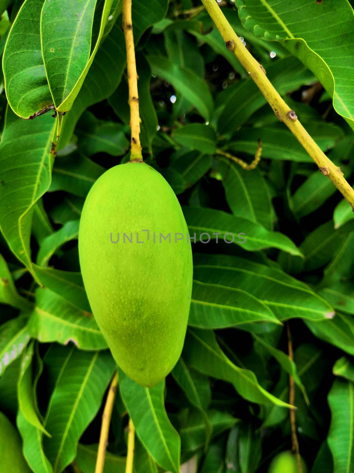 green mango are growing on tree