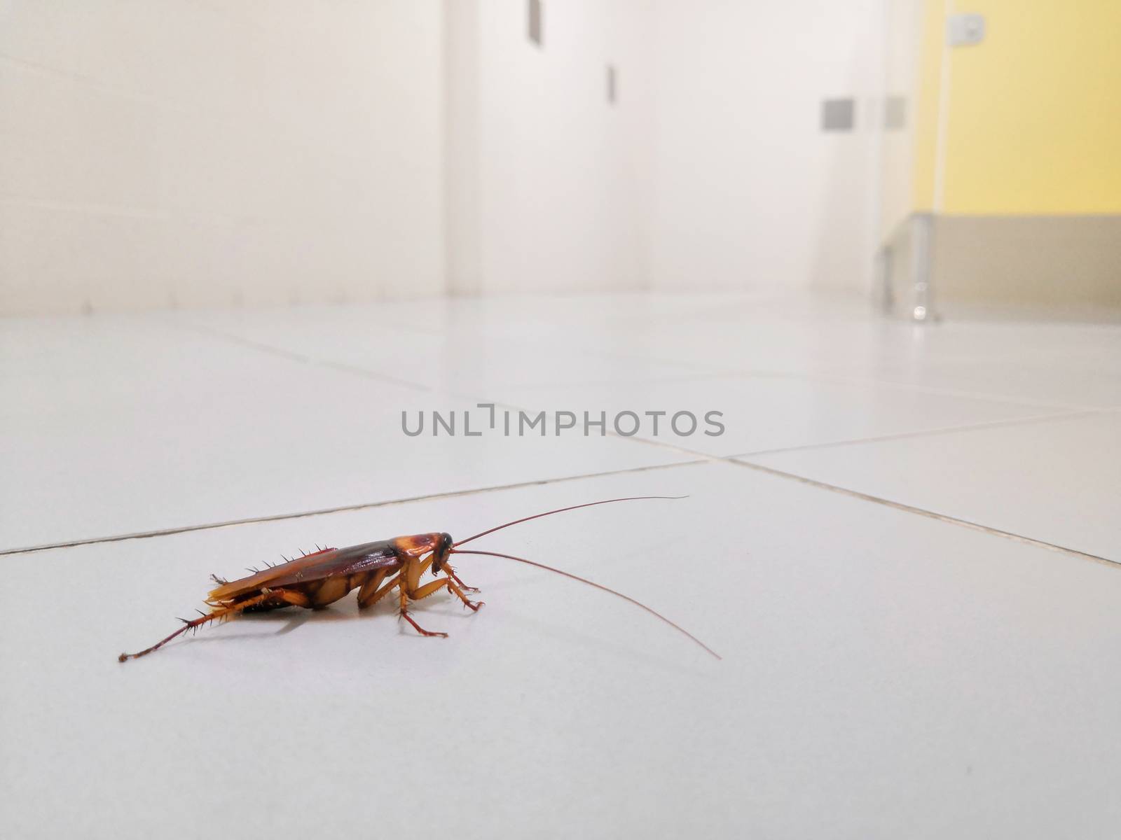 Cockroaches on the public toilet floor