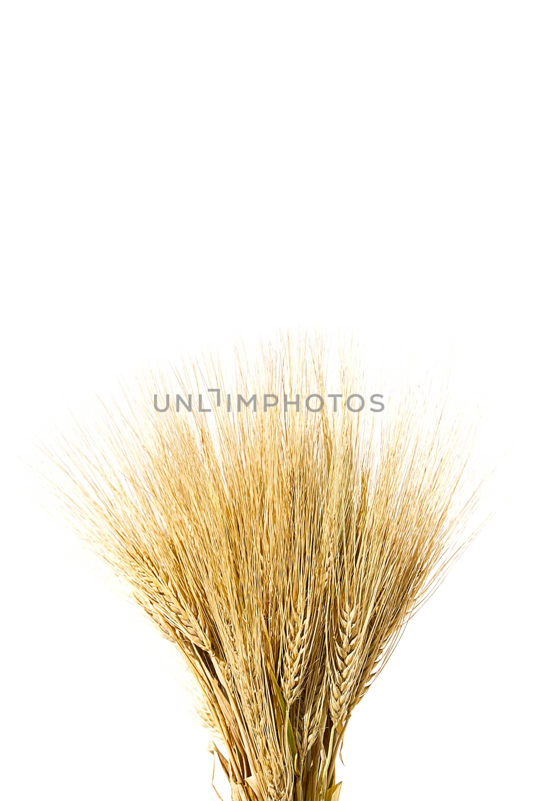 ears of ripe yellow wheat on white background close-up