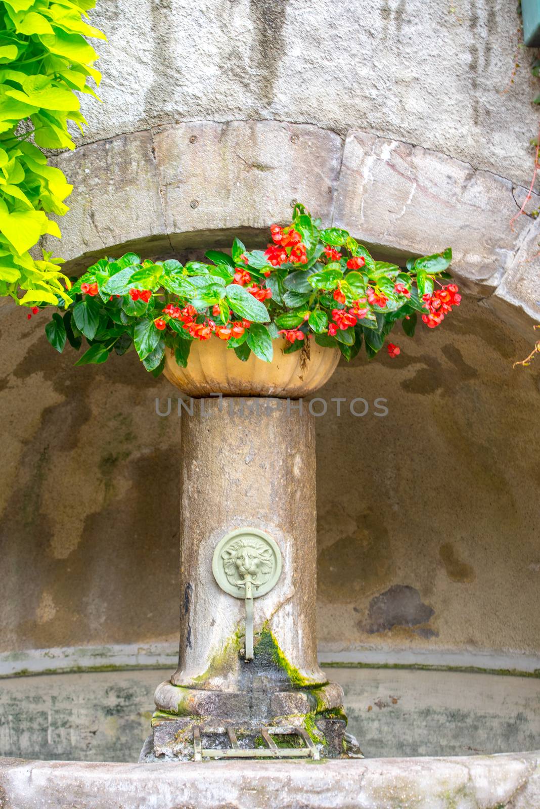 Old Fontaine whit Plants in the Castle of Foix, Cathar country, Ariege, Midi pyrenees, France.