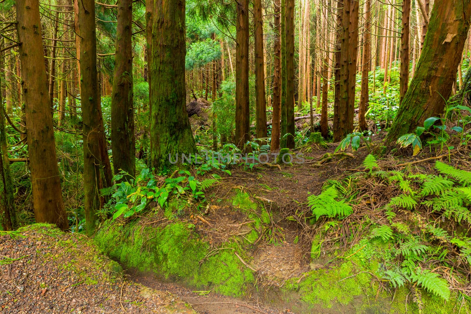 mystic green forest ground with roots in Lagoa do Canario, on Sao Miguel, Azores, Portugal