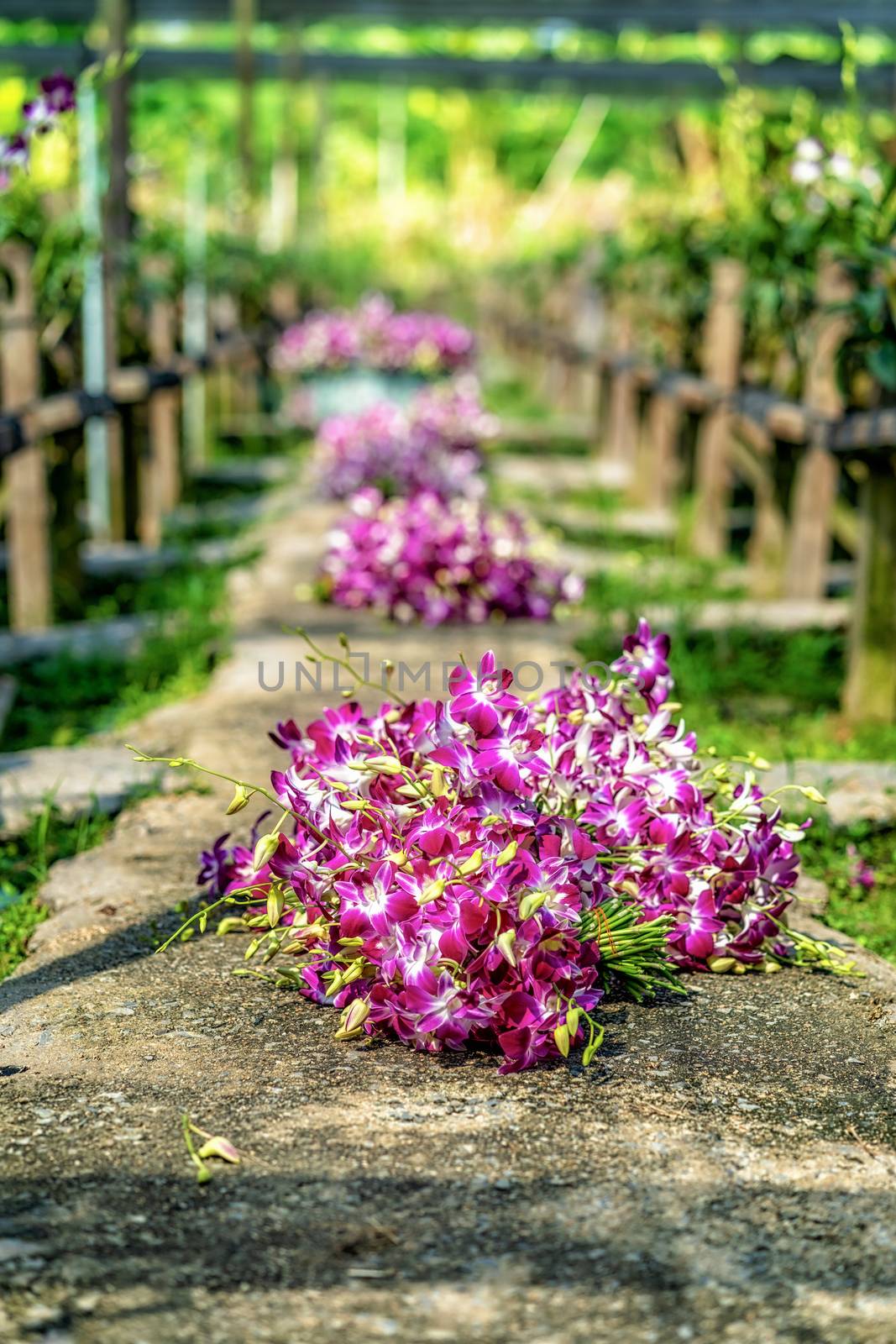 Bundle of purple orchids on the ground after asian gardener collected in orchid farm of asean small business owner, The purple orchids are blooming in the garden farm of bangkok, thailand. industry