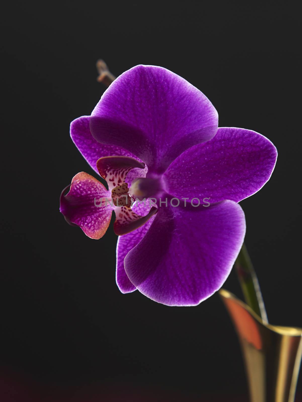 beauty of the purple orchid