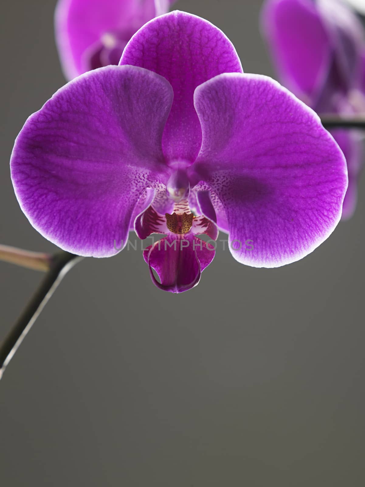 orchid  by eskaylim