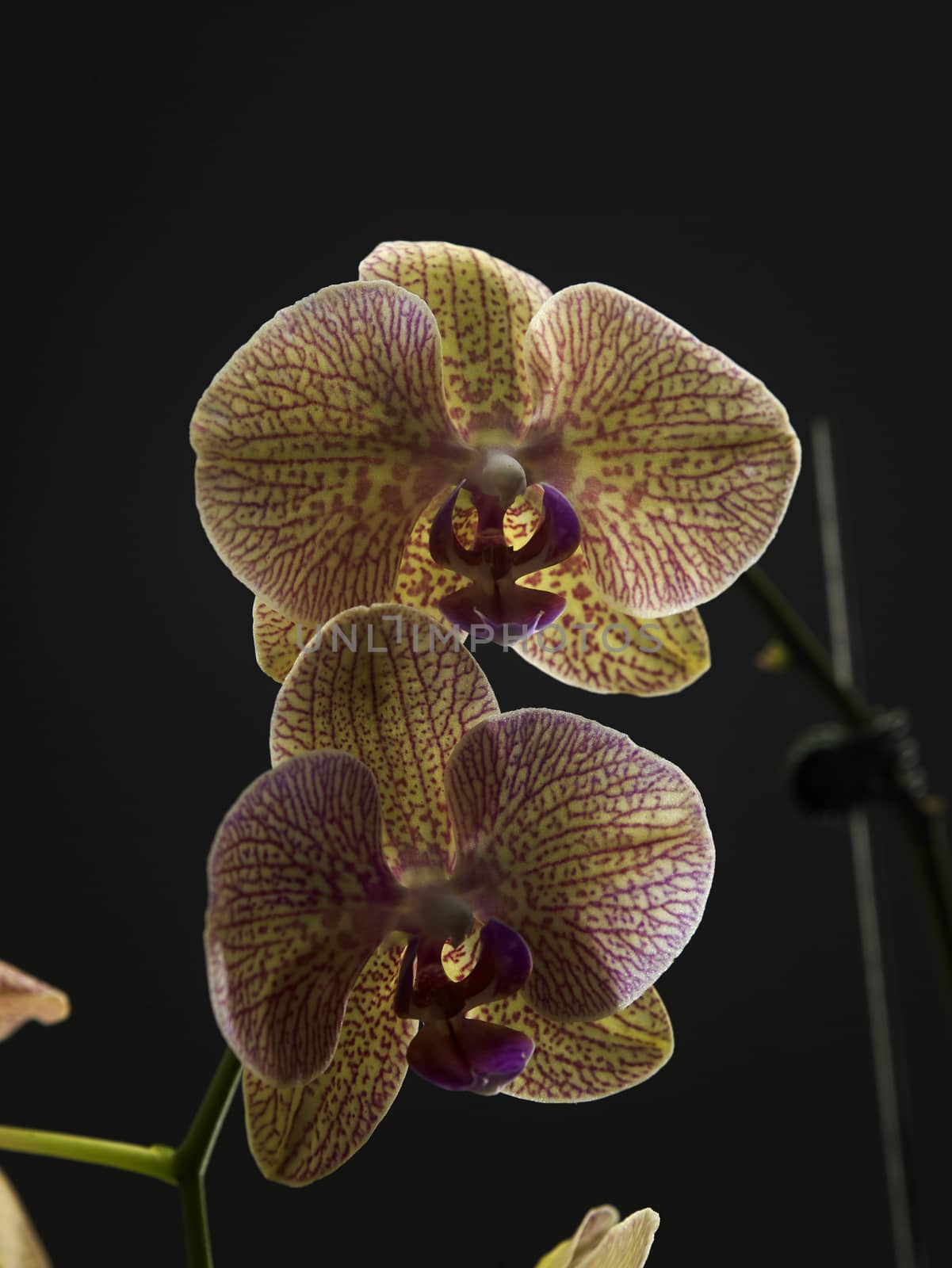 orchid  by eskaylim