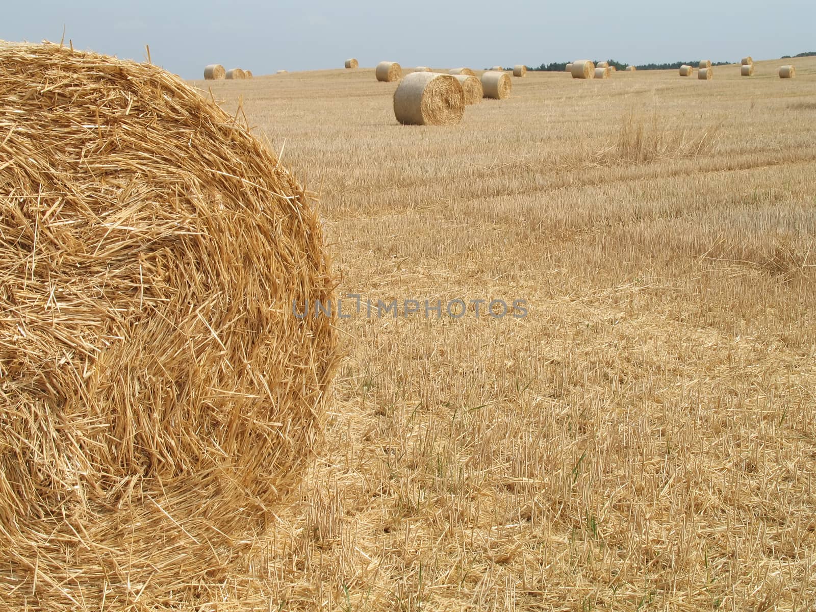 Round bales of straw on a field in Brandenburg, Germany.