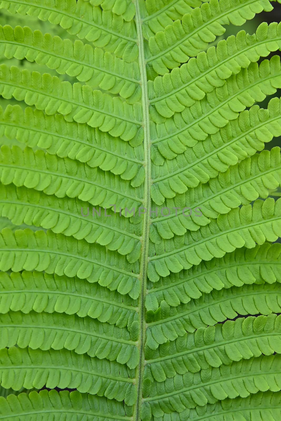 Close up fresh green fern frond and leaves over green background, low angle view