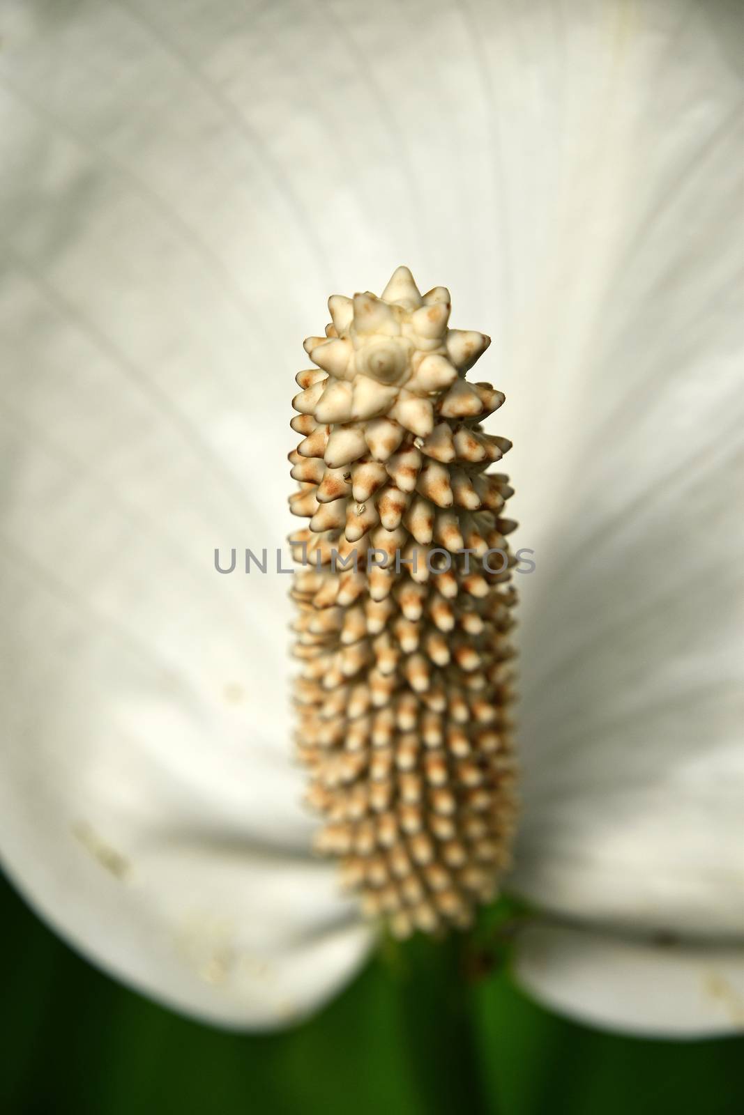 Close up one white tropical Spathiphyllum flower with spadix and spathe, epiphyte of Araceae family also known as spath or peace lilies