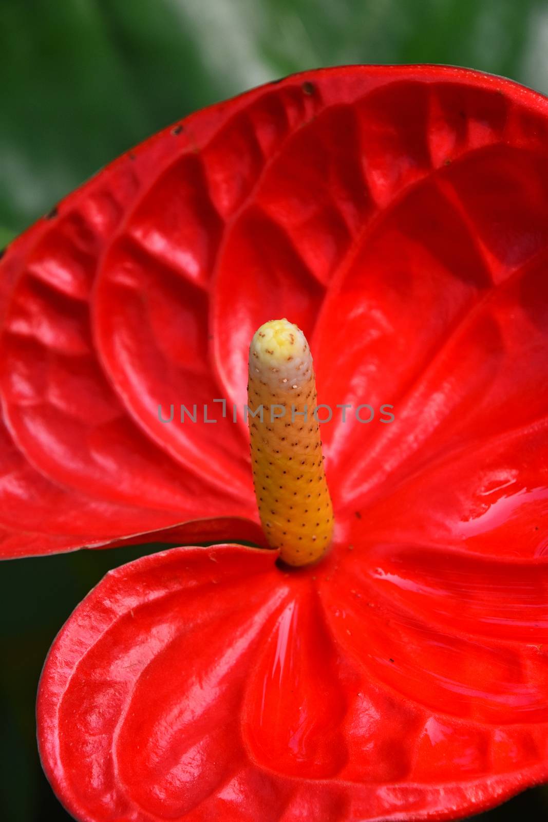 Close up one red tropical Anthurium flower with spadix and spathe, epiphyte of Araceae family also known as tailflower or laceleaf