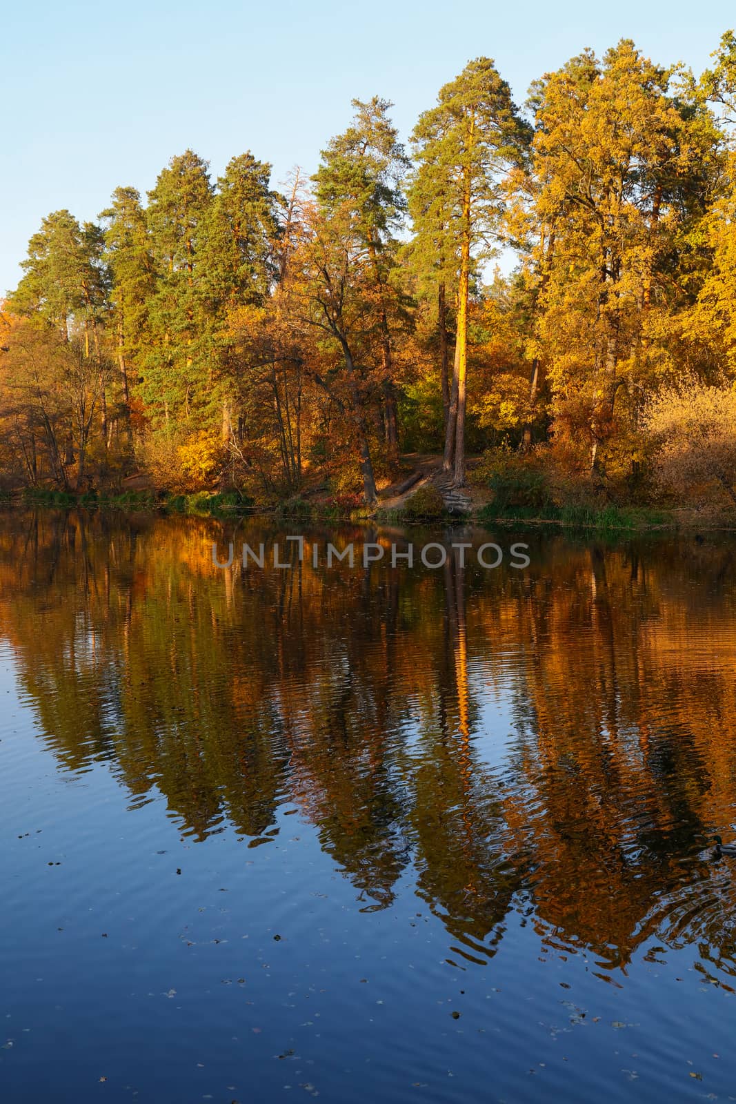 Orange and yellow autumn trees under blue sky with reflection in calm lake water surface, low angle view