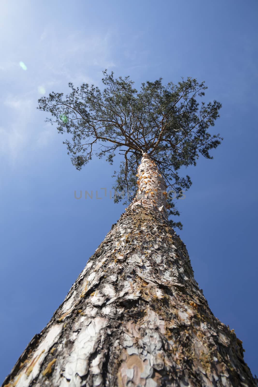 Low angle view of one pine tree over clear blue sky, close up, diminishing perspective, selective focus